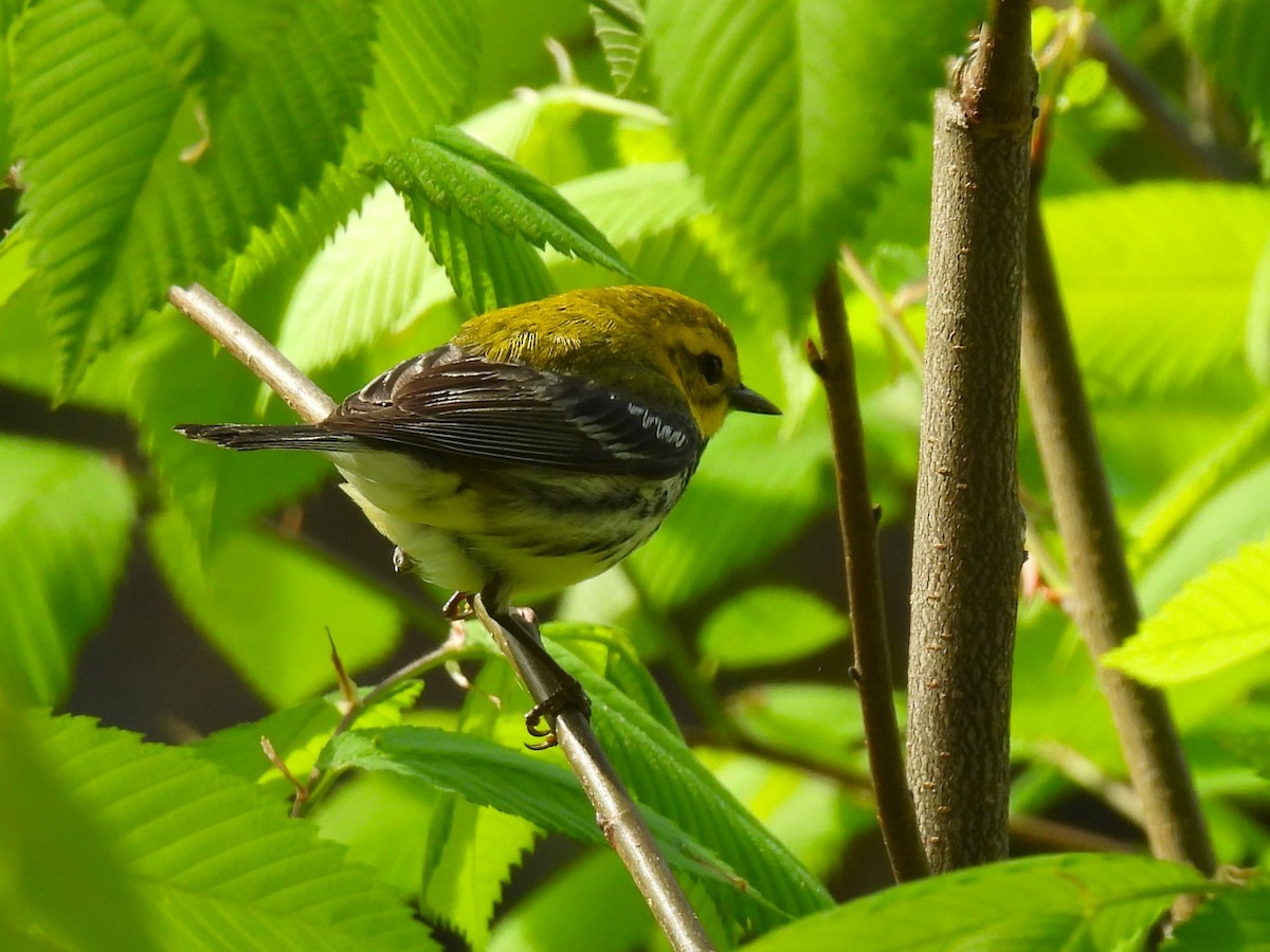 Black-throated Green Warbler - ML618864661