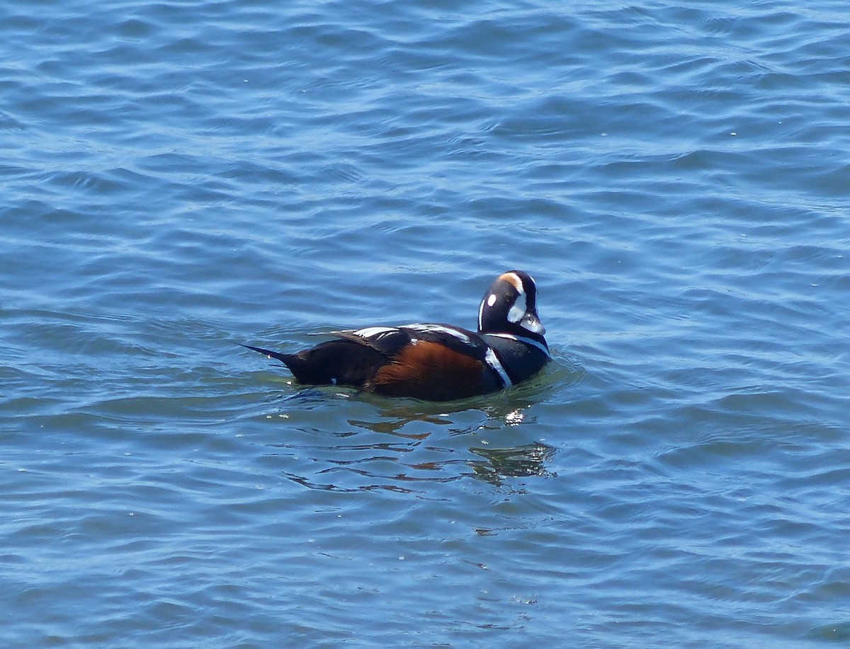 Harlequin Duck - Liz Stewart