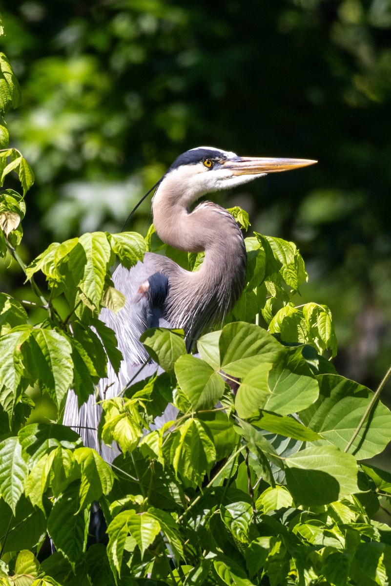 Great Blue Heron - Pete Followill