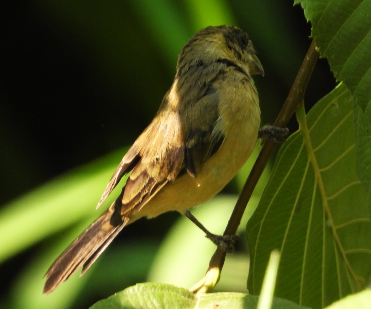 Cinnamon-rumped Seedeater - Guadalupe Esquivel Uribe