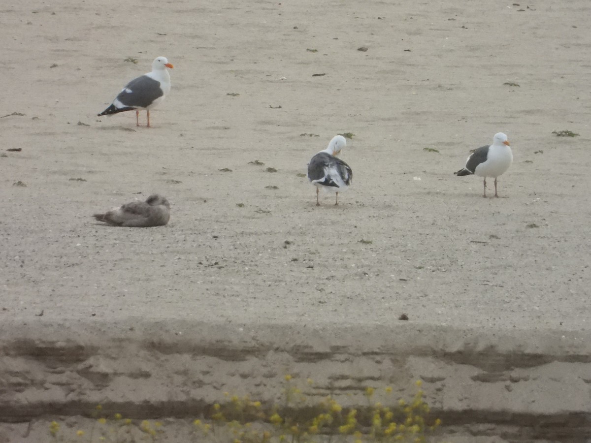 Western Gull - Bill Holland