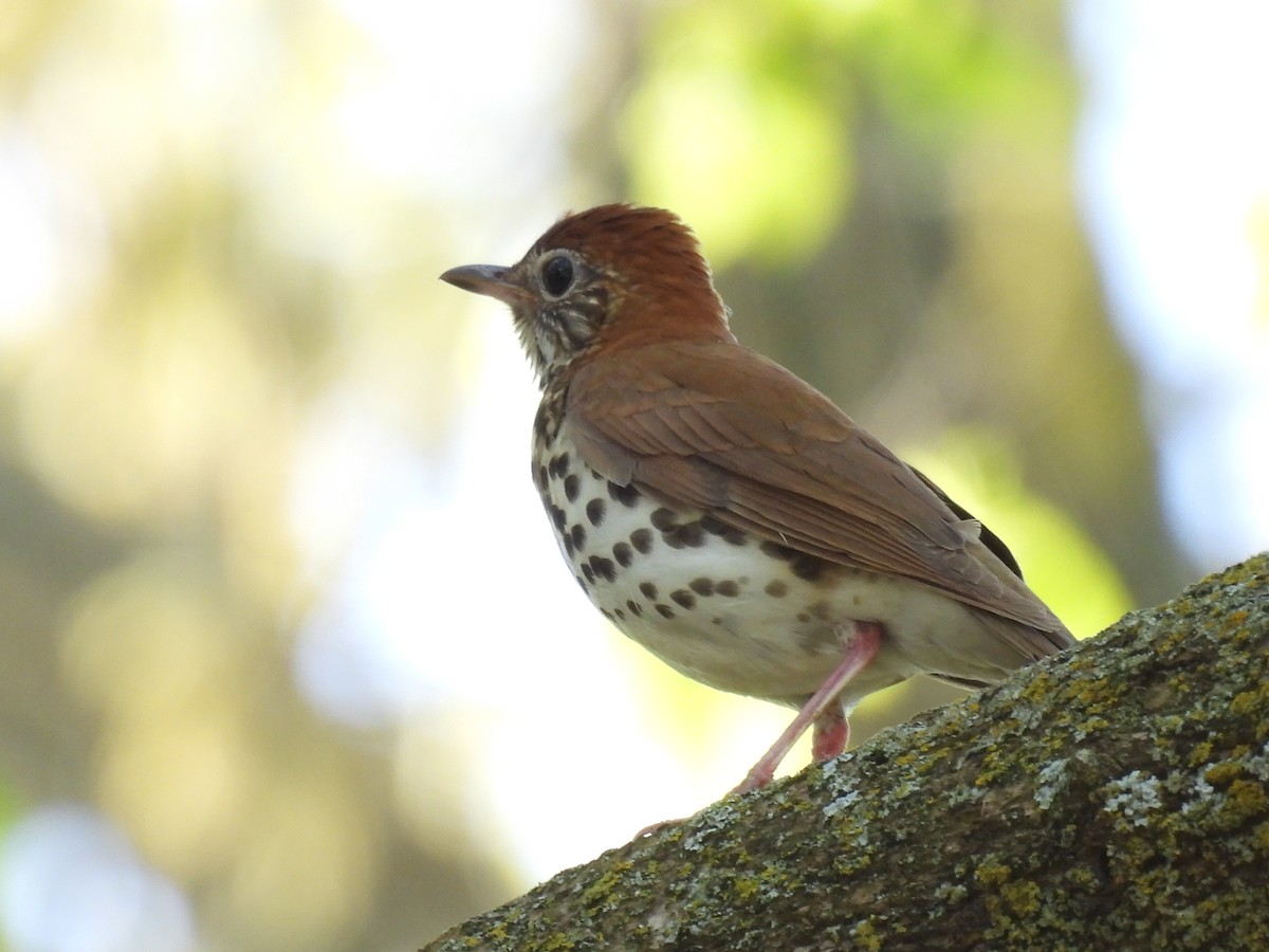 Wood Thrush - Clayton Will