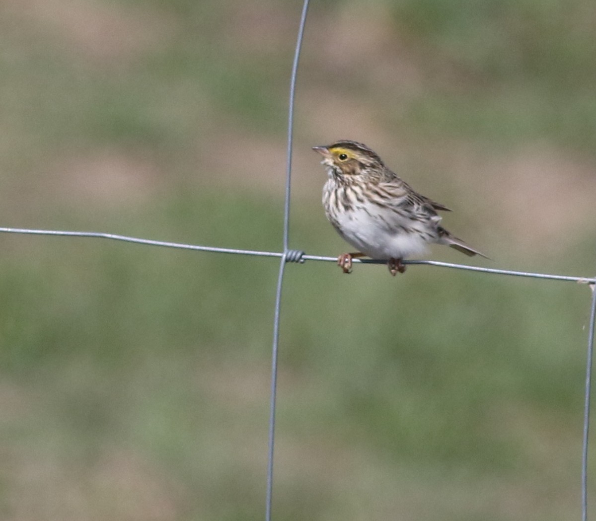 Savannah Sparrow - Lorraine Lanning