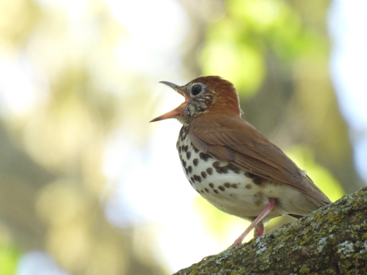 Wood Thrush - Clayton Will