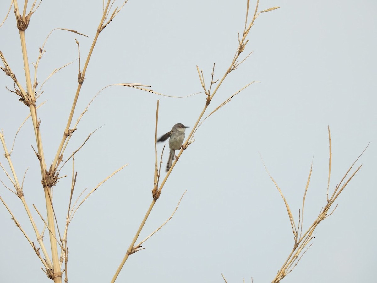 Gray-breasted Prinia - ML618864717