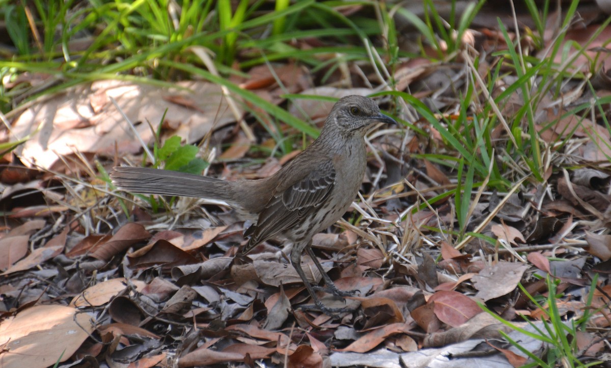 Bahama Mockingbird - Nicholas Lechmanik