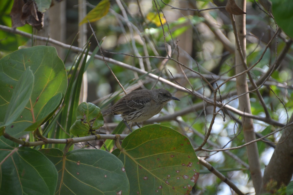 Bahama Mockingbird - Nicholas Lechmanik