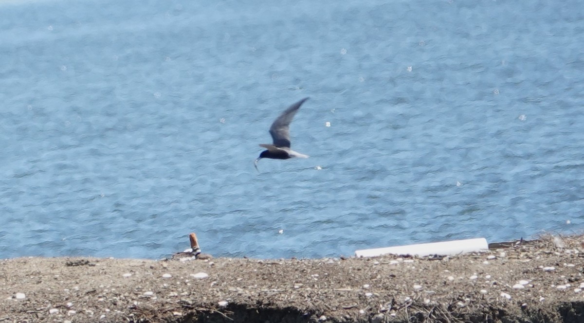 Black Tern - ML618864729