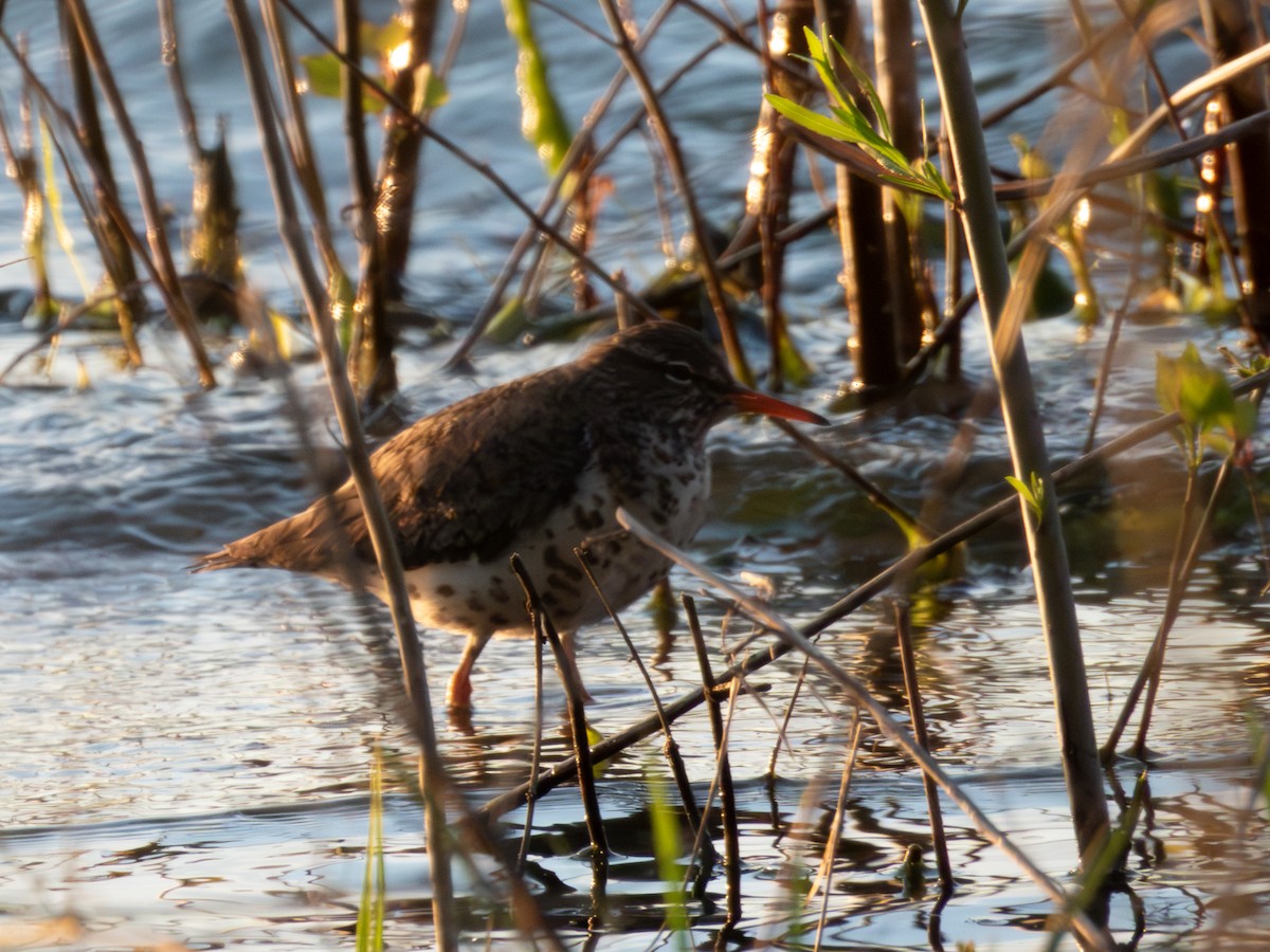 Spotted Sandpiper - ML618864737