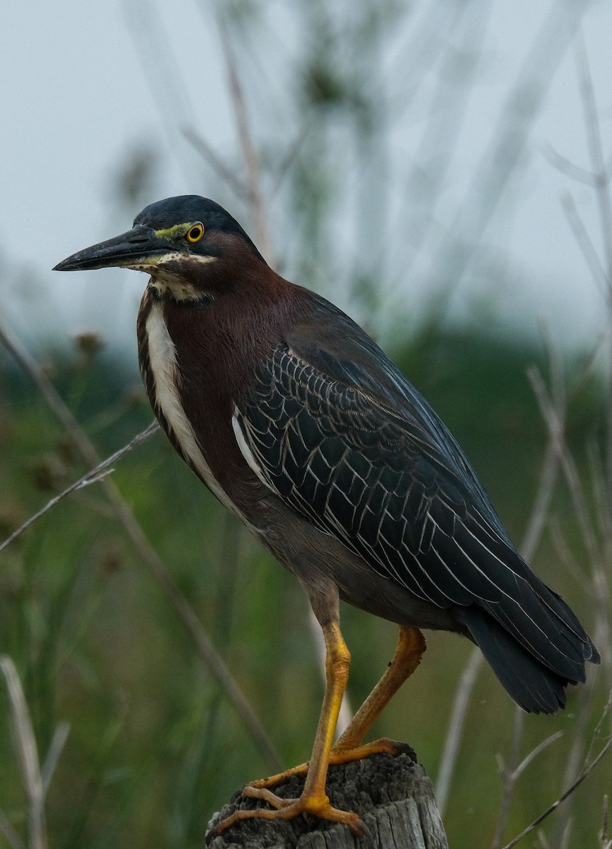 Green Heron - James Smithers