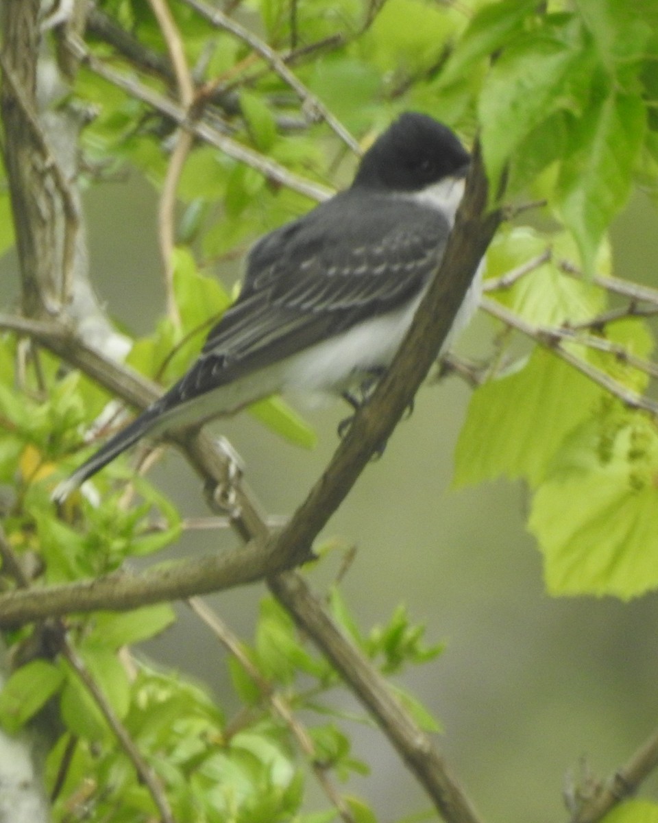 Eastern Kingbird - Wayne Longbottom