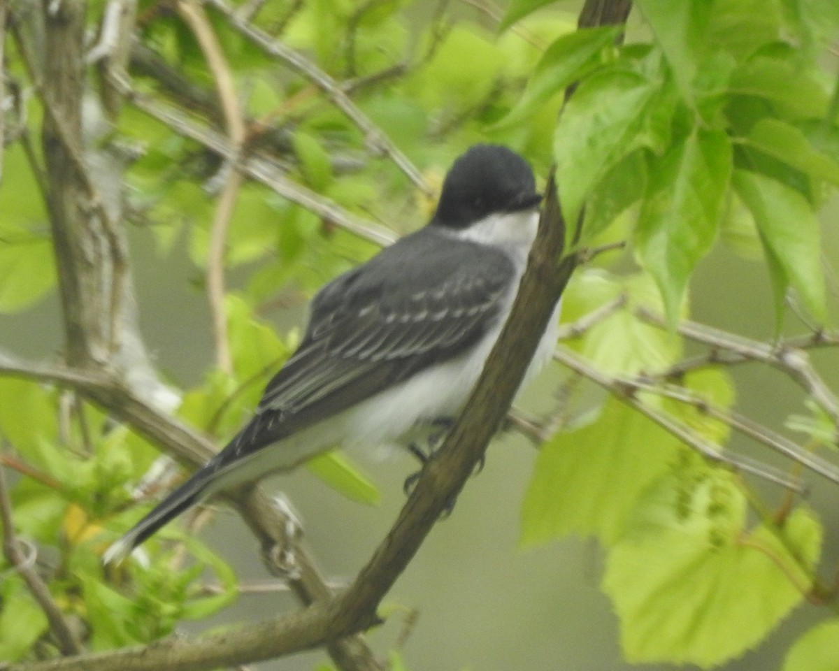 Eastern Kingbird - Wayne Longbottom