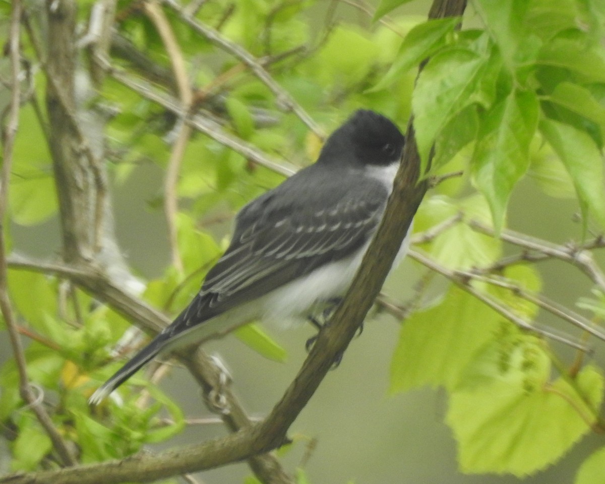 Eastern Kingbird - Wayne Longbottom