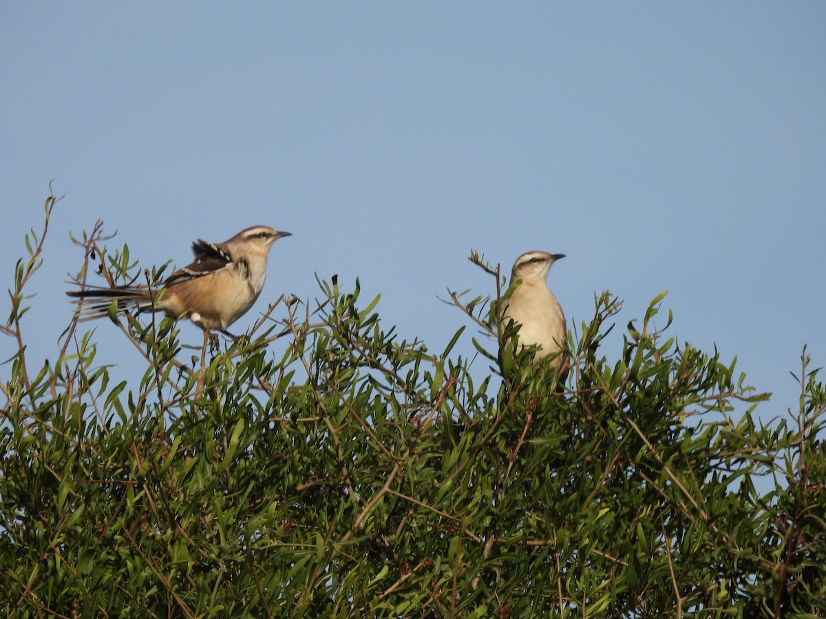 Chalk-browed Mockingbird - ML618864753