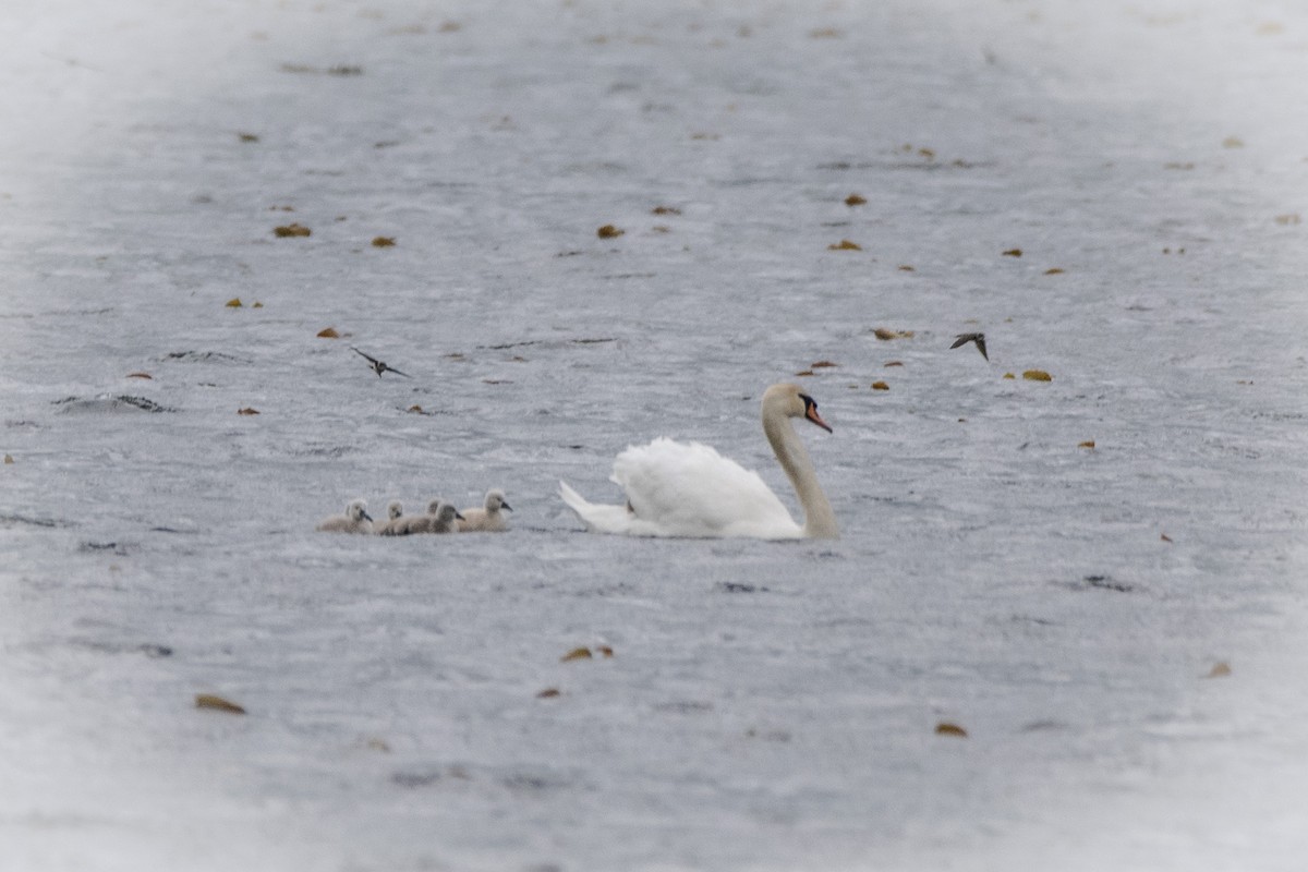 Mute Swan - Amy Kohlhepp