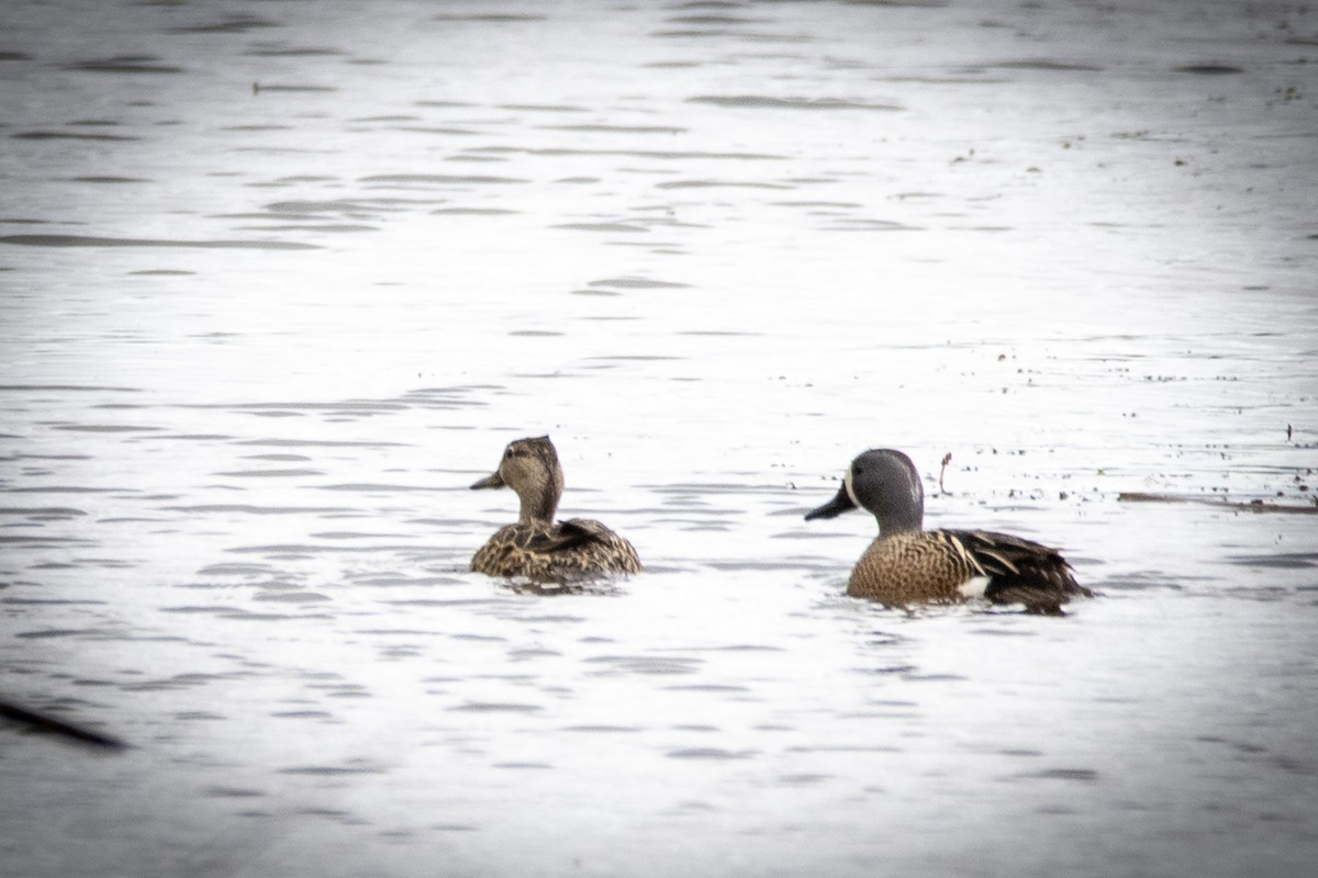 Blue-winged Teal - Amy Kohlhepp