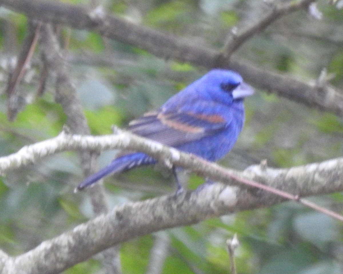 Blue Grosbeak - Wayne Longbottom