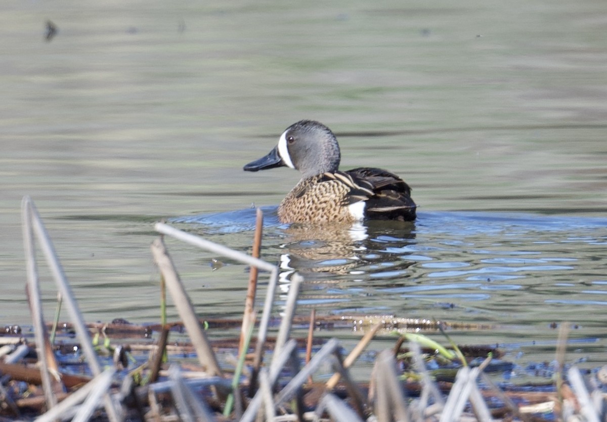 Blue-winged Teal - Tim Johnson