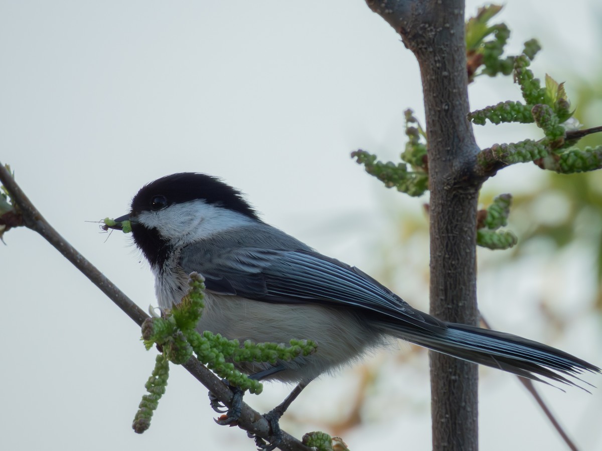 Black-capped Chickadee - Joshua Baker