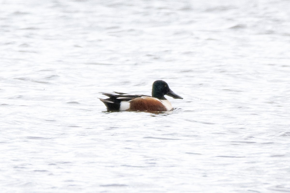 Northern Shoveler - Amy Kohlhepp