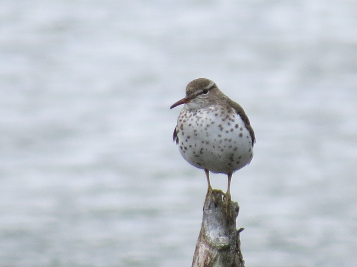 Spotted Sandpiper - ML618864793