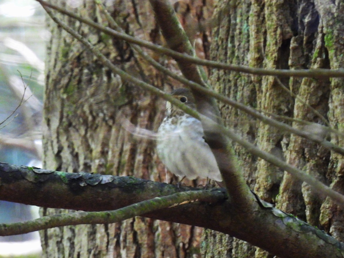 Hermit Thrush - ML618864797