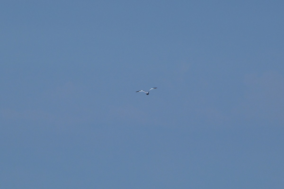 Sabine's Gull - D T