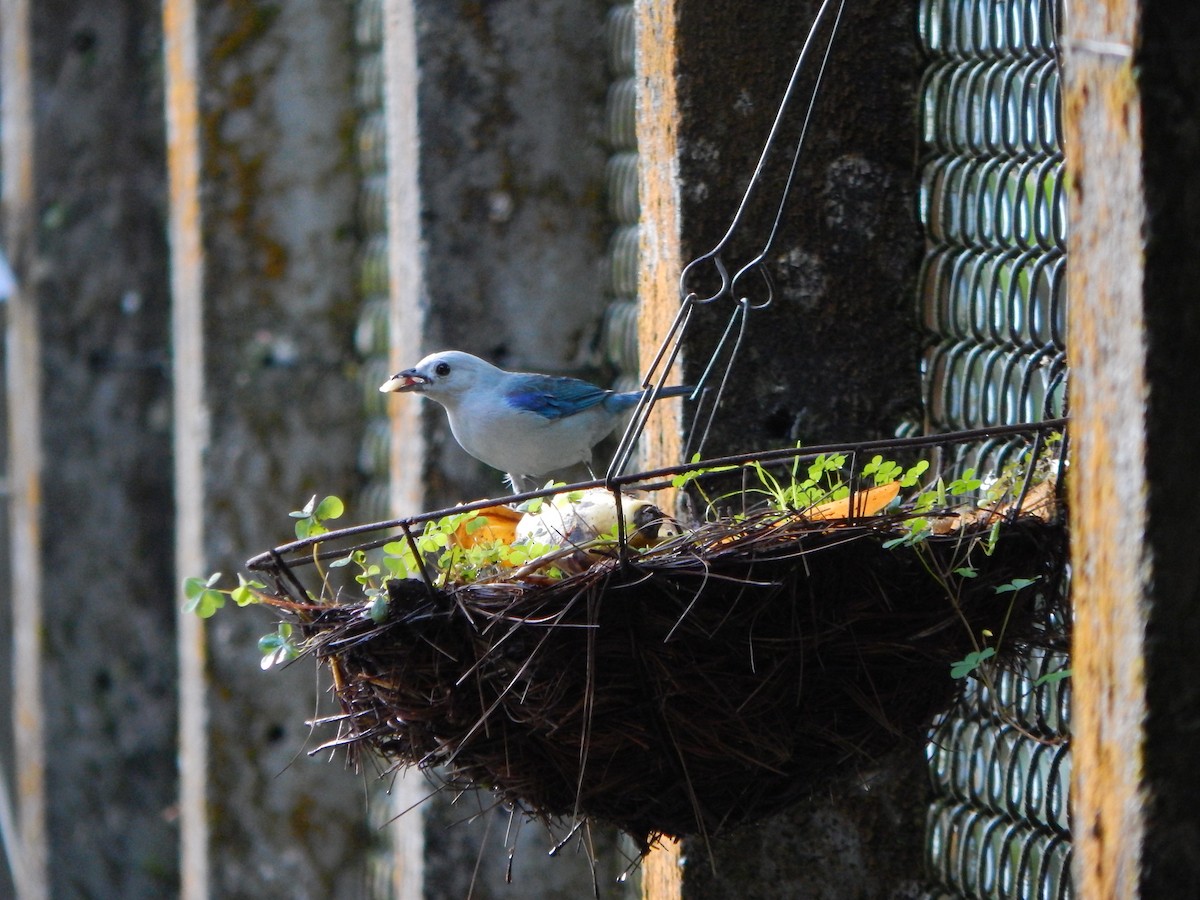 Blue-gray Tanager - ML618864805