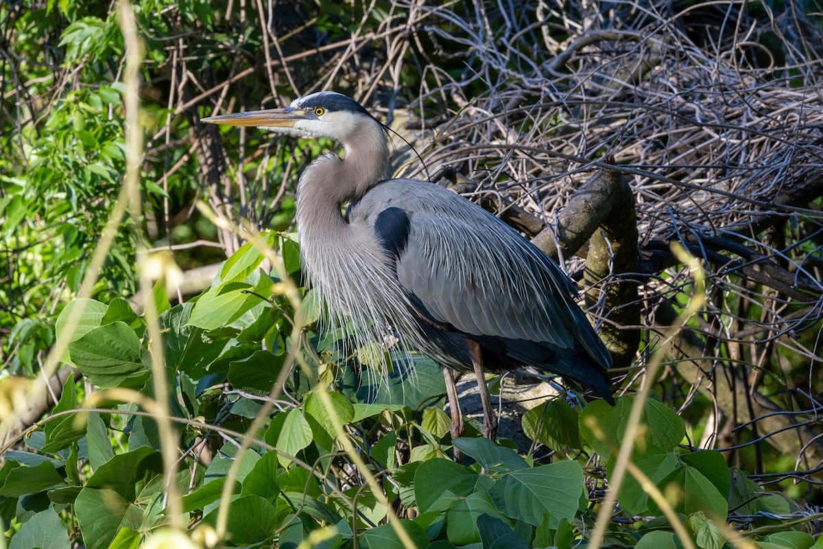 Great Blue Heron - Pete Followill