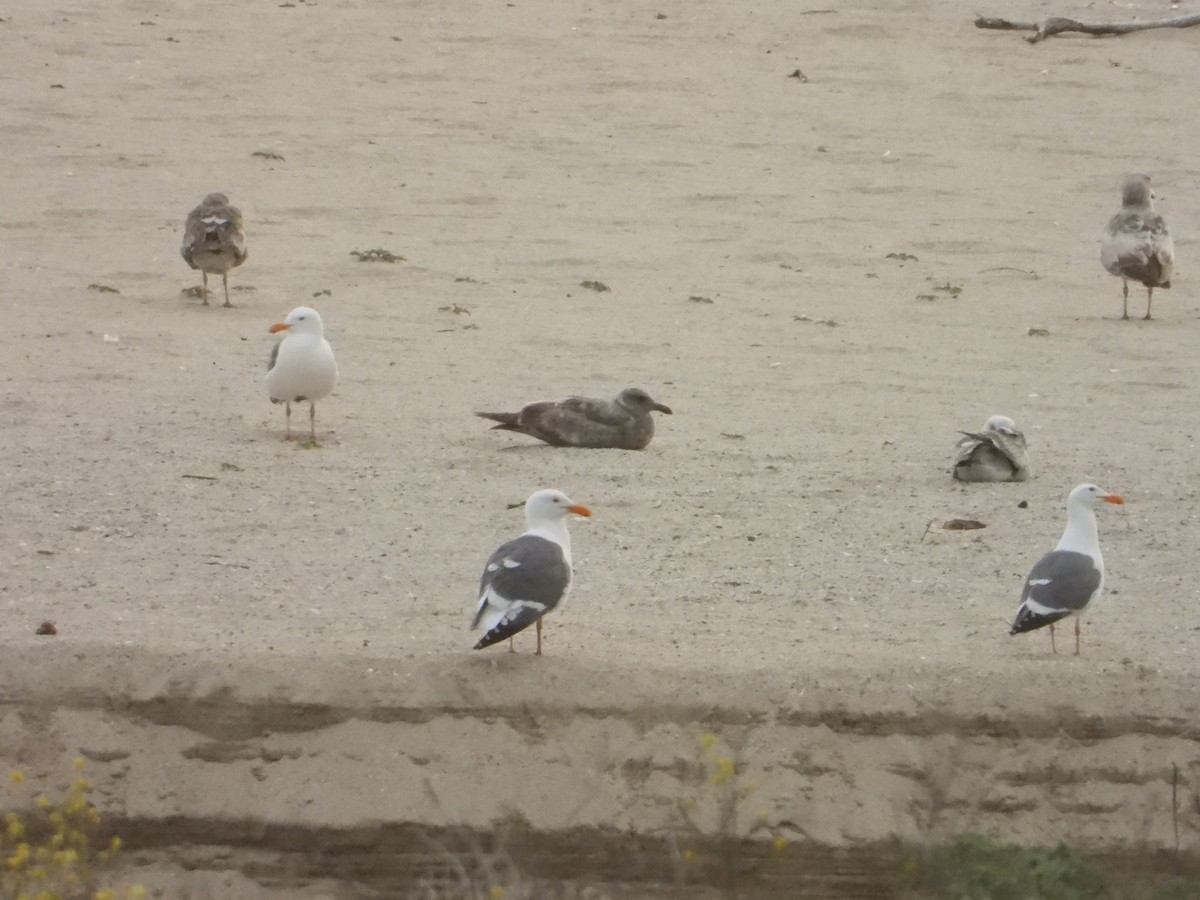 Western Gull - Bill Holland