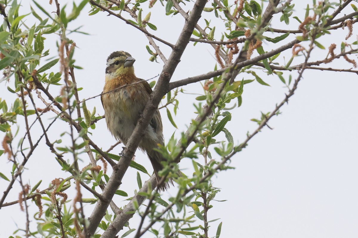 Black-headed Grosbeak - Tom Fangrow