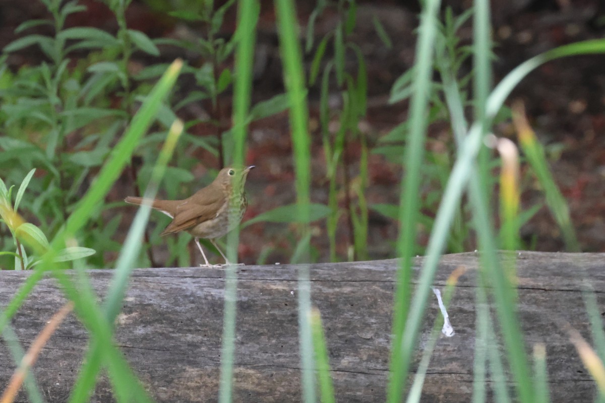 Swainson's Thrush - Tom Fangrow