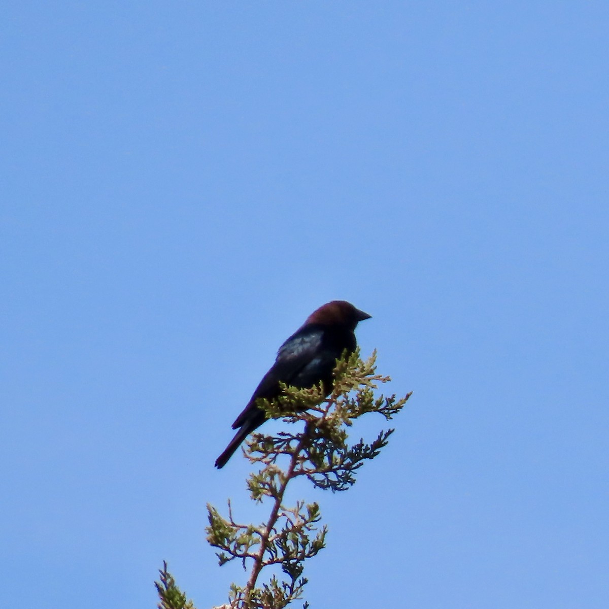 Brown-headed Cowbird - ML618864857