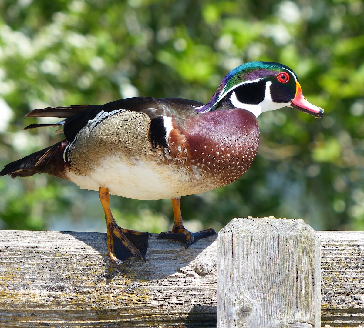 Wood Duck - Liz Stewart