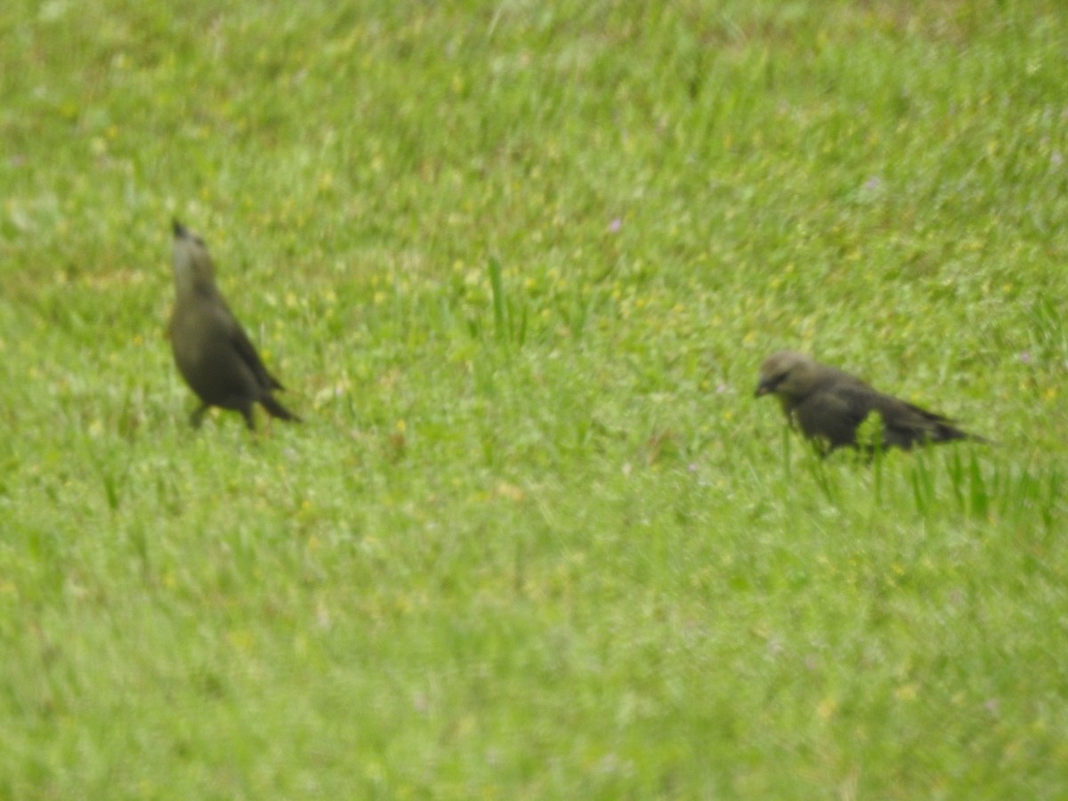 Brown-headed Cowbird - ML618864881