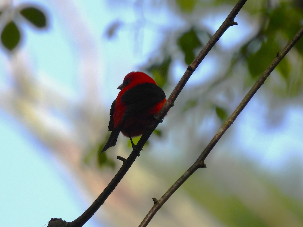 Scarlet Tanager - ML618864884