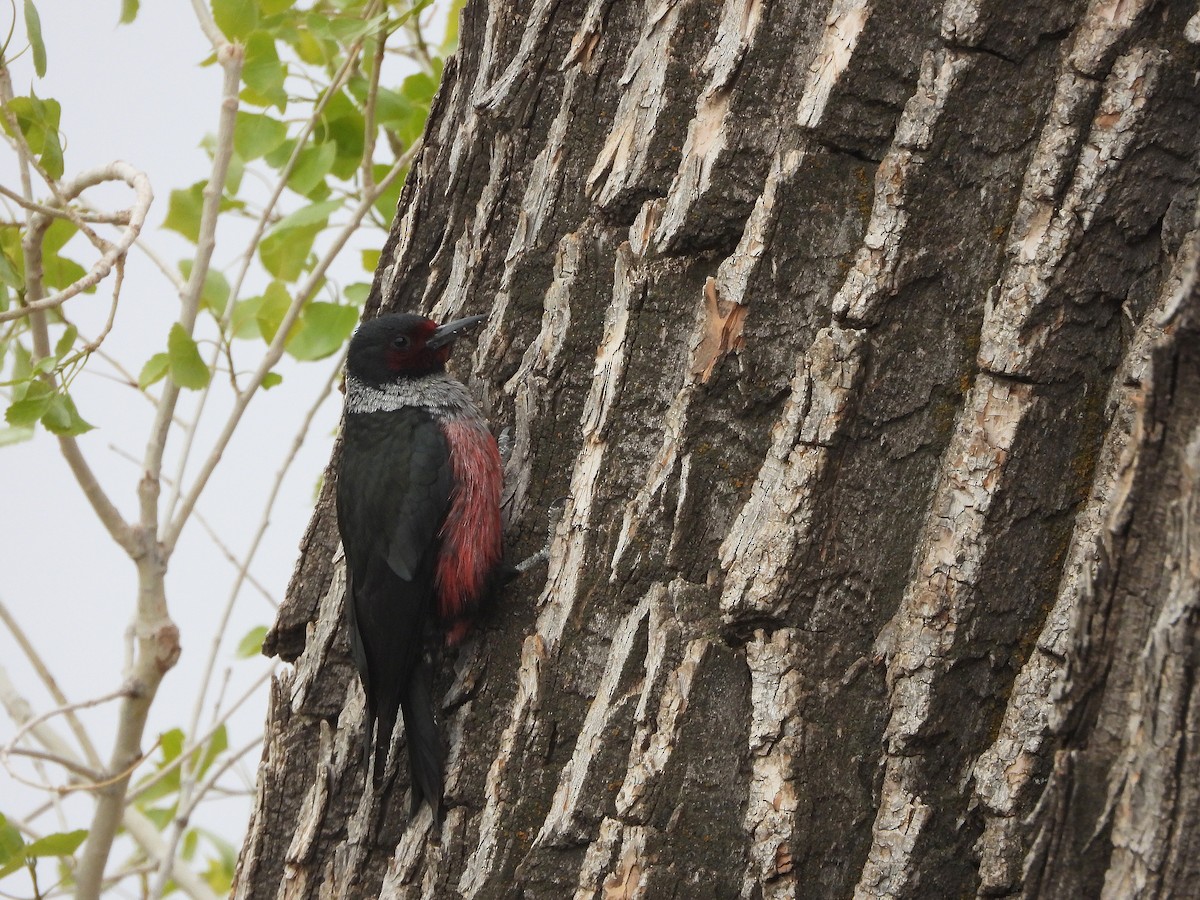 Lewis's Woodpecker - Glenn Pearson