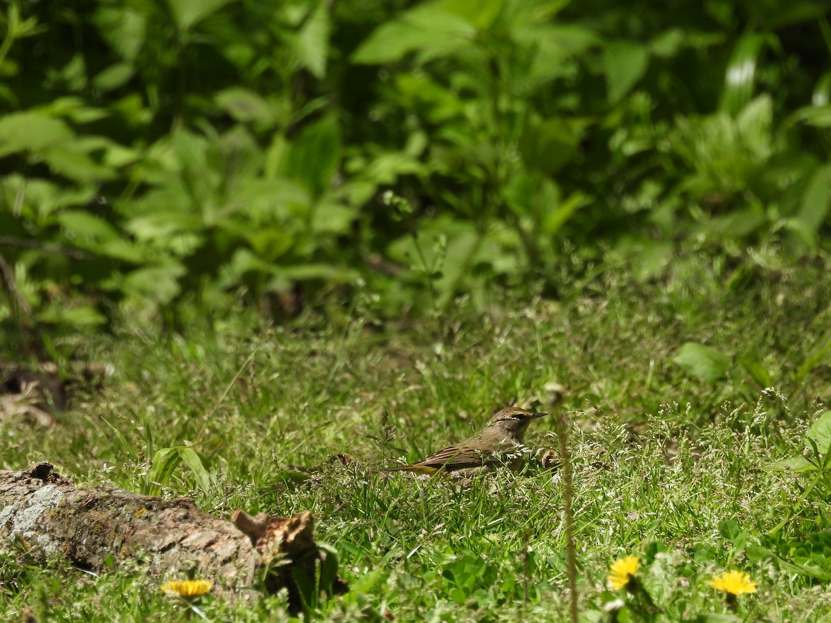 Palm Warbler - Clayton Will