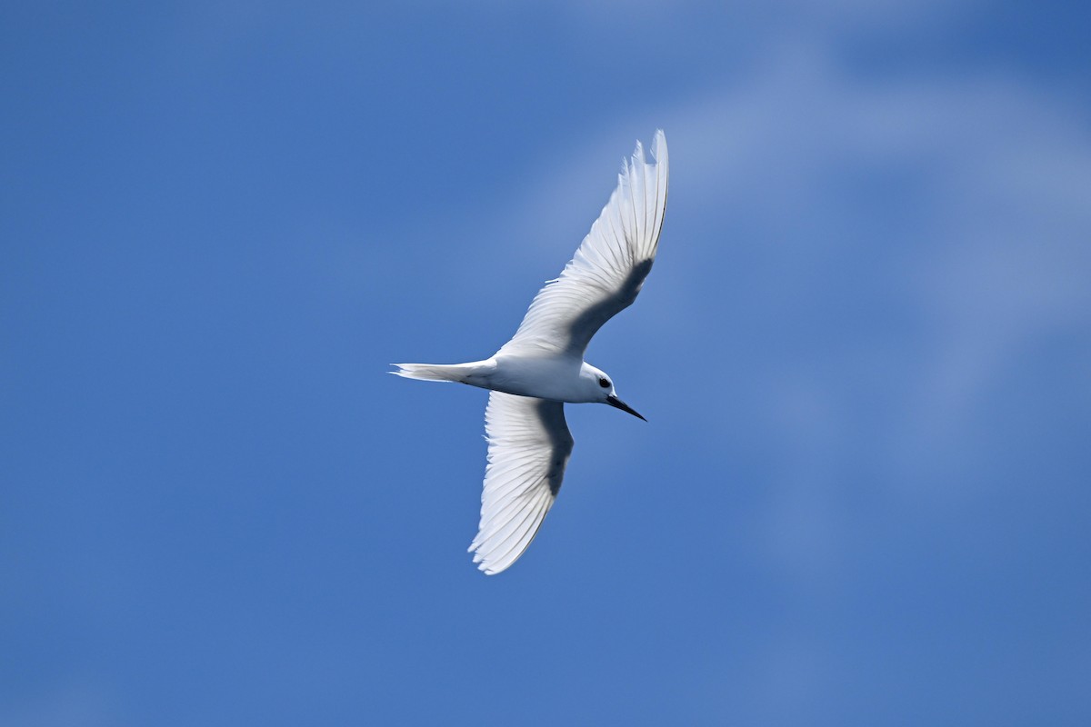 White Tern - D T