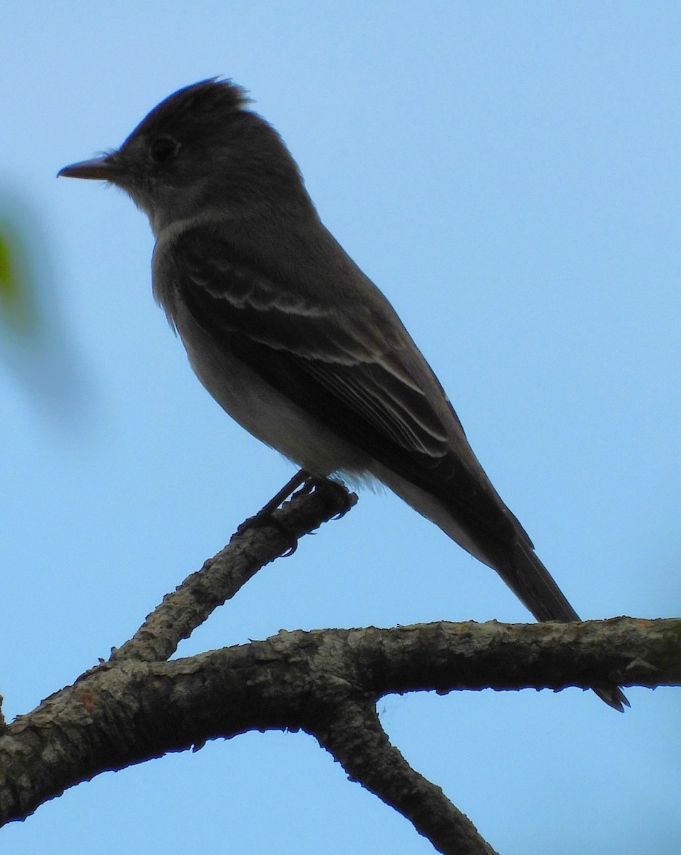 Eastern Wood-Pewee - Eric Haskell