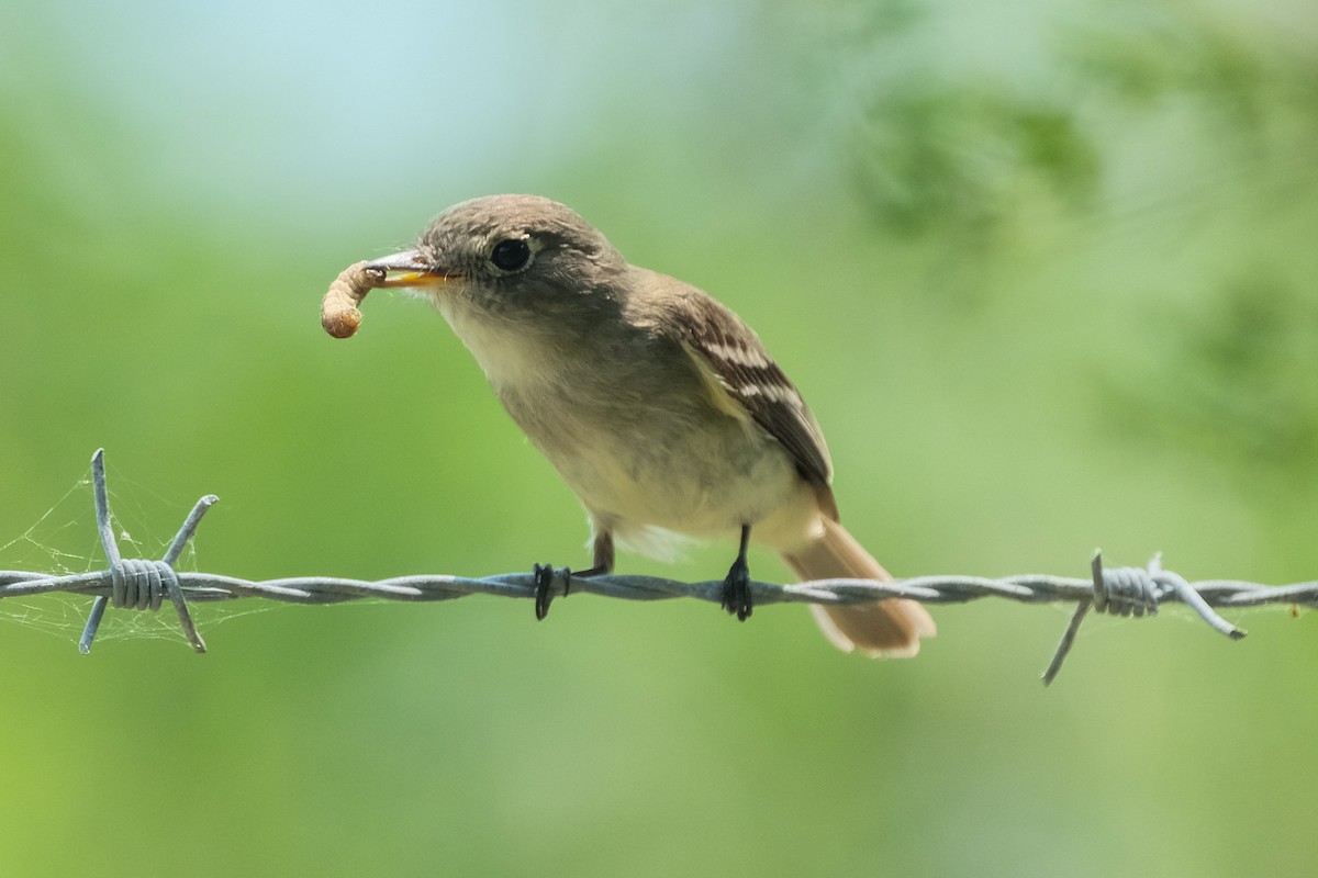 Least Flycatcher - James Smithers