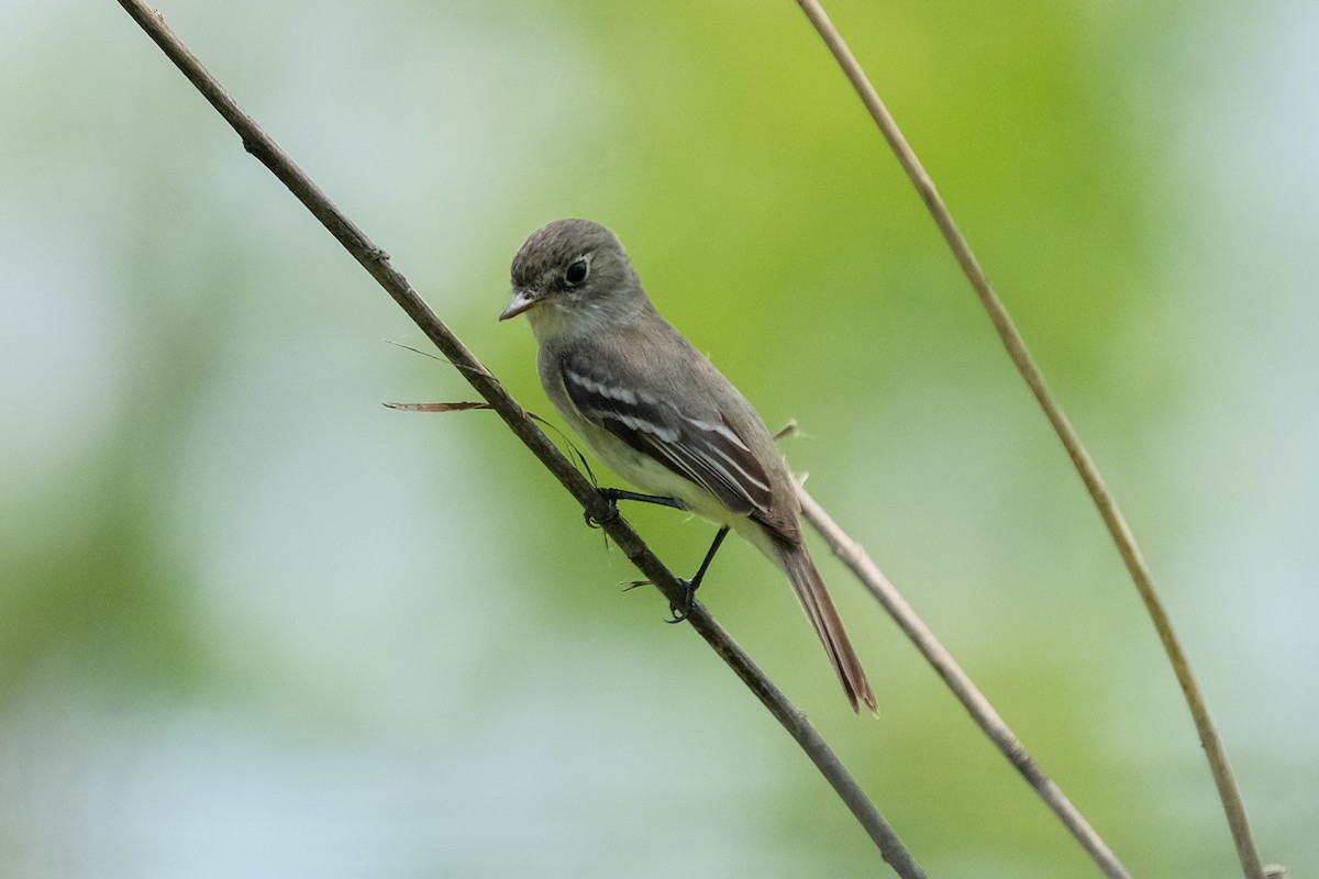 Least Flycatcher - James Smithers