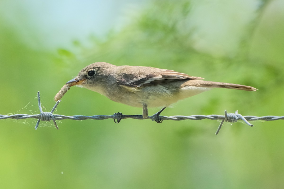 Least Flycatcher - James Smithers