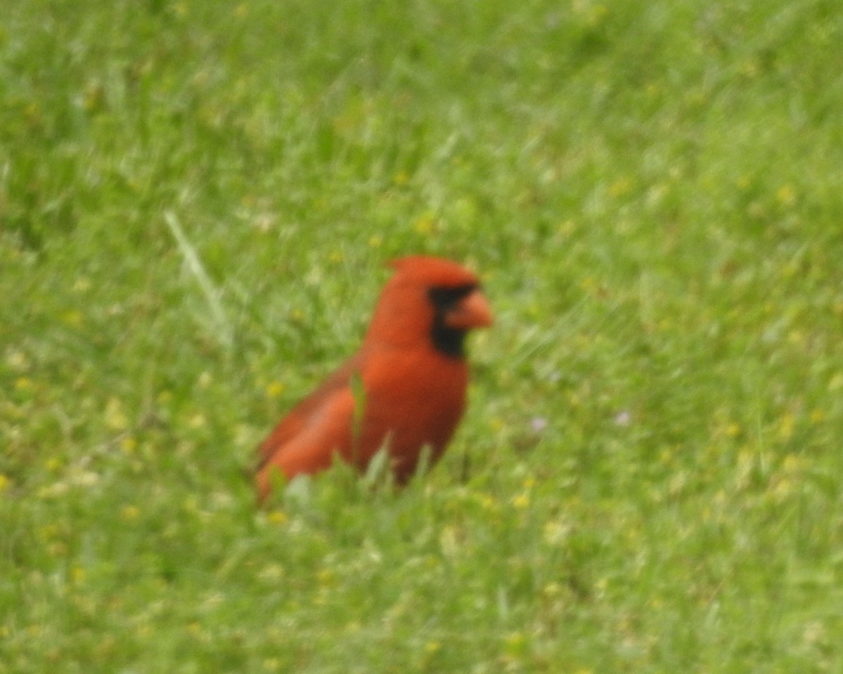 Northern Cardinal - Wayne Longbottom