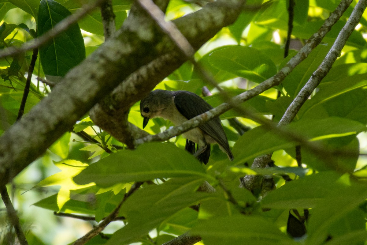 Tufted Titmouse - ML618864929