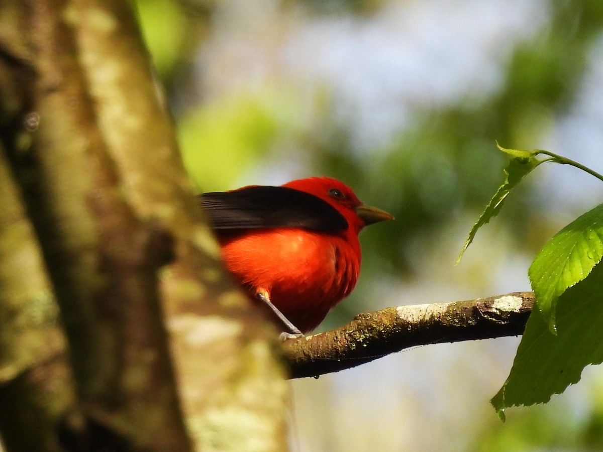 Scarlet Tanager - ML618864933