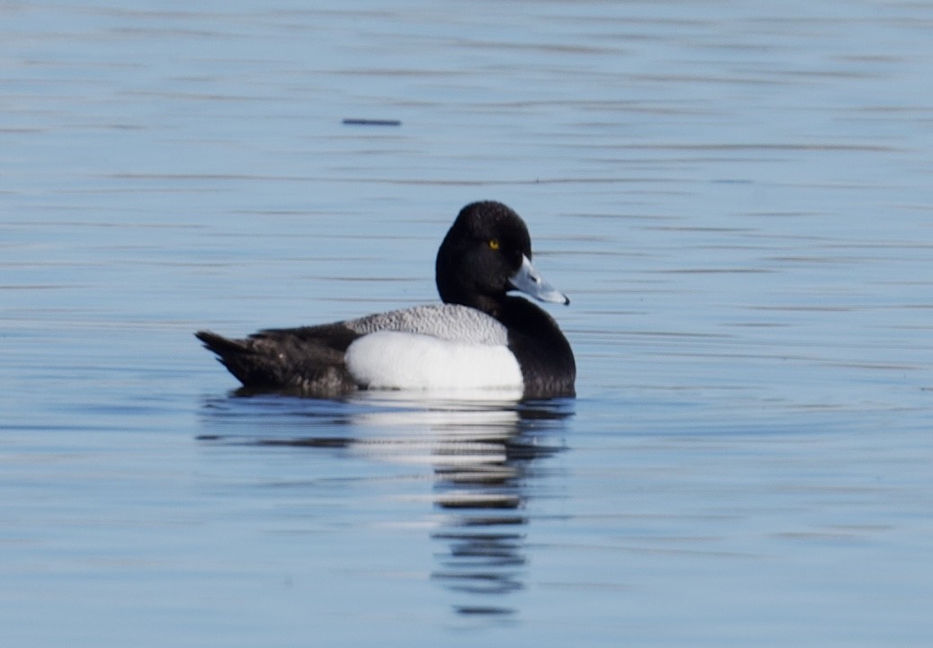 Lesser Scaup - Tim Johnson