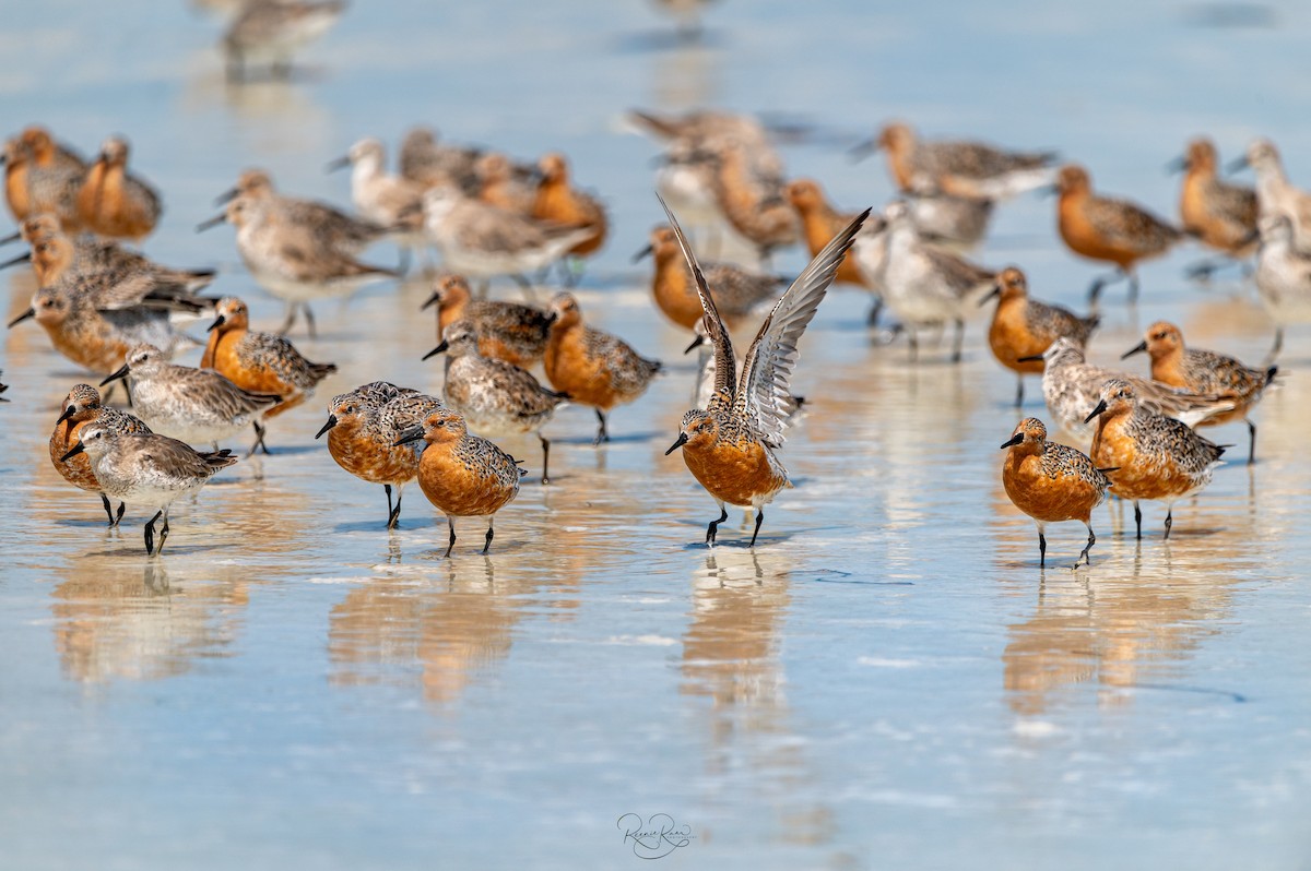 Red Knot - Reenie Ram