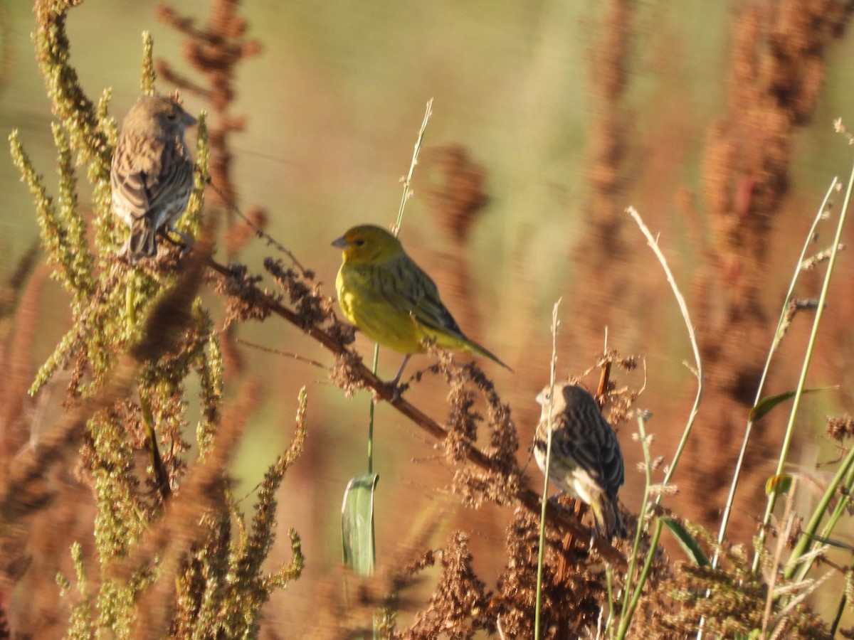 Saffron Finch - ML618864943