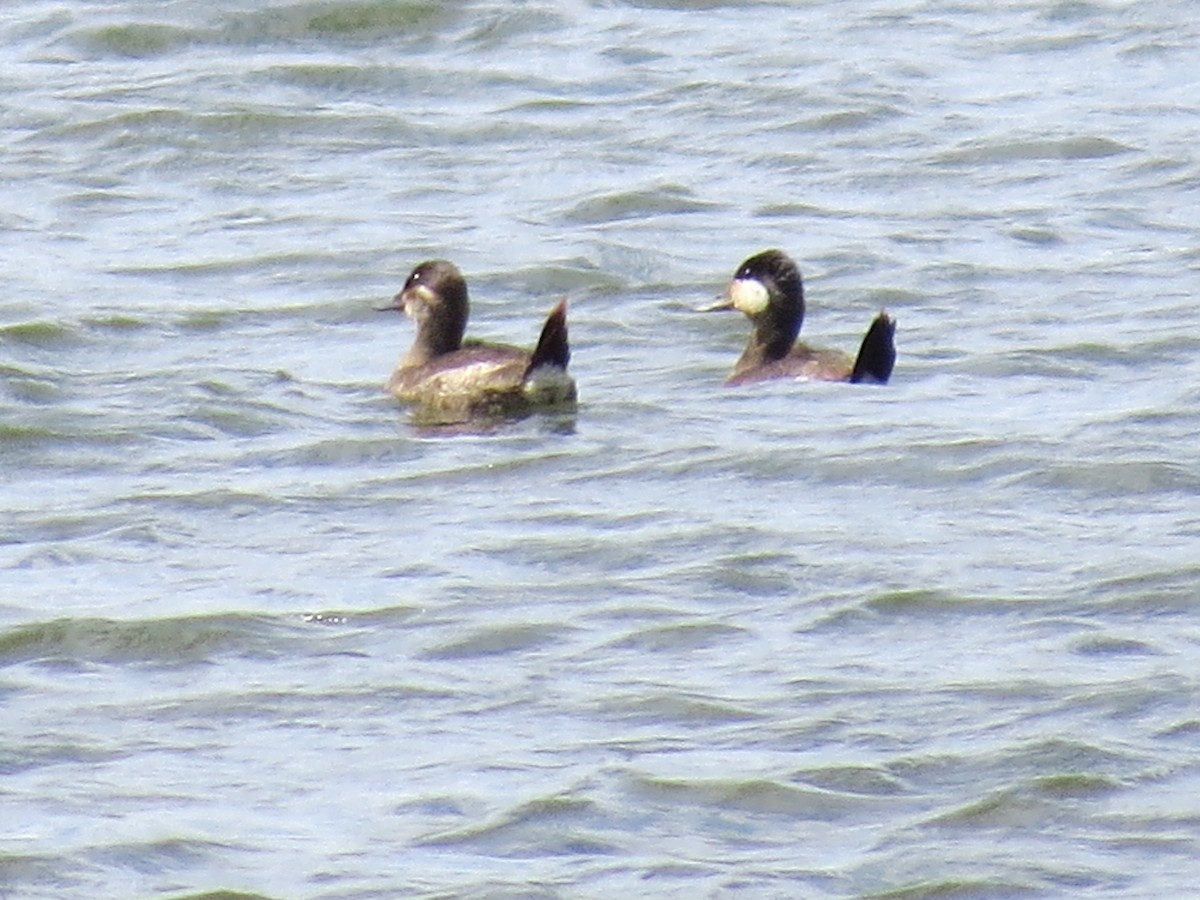 Ruddy Duck - ML618864954